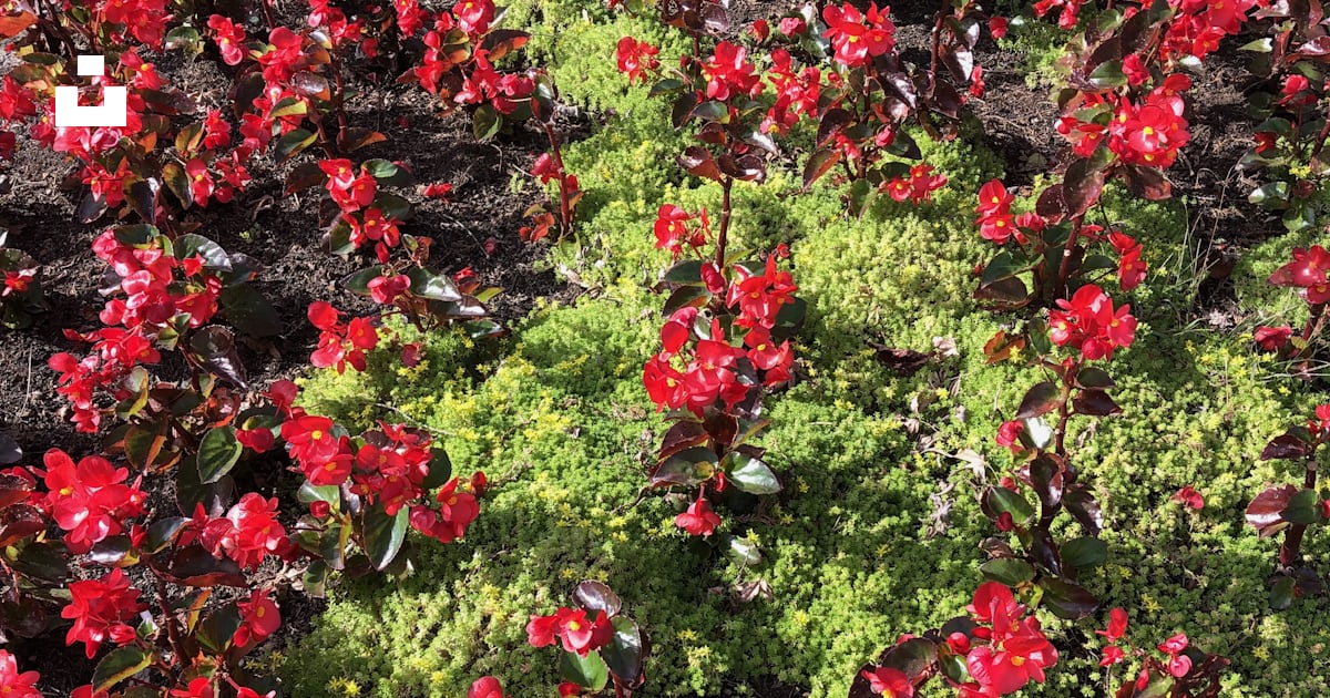 Un buisson aux fleurs rouges photo – Photo Géranium Gratuite sur Unsplash