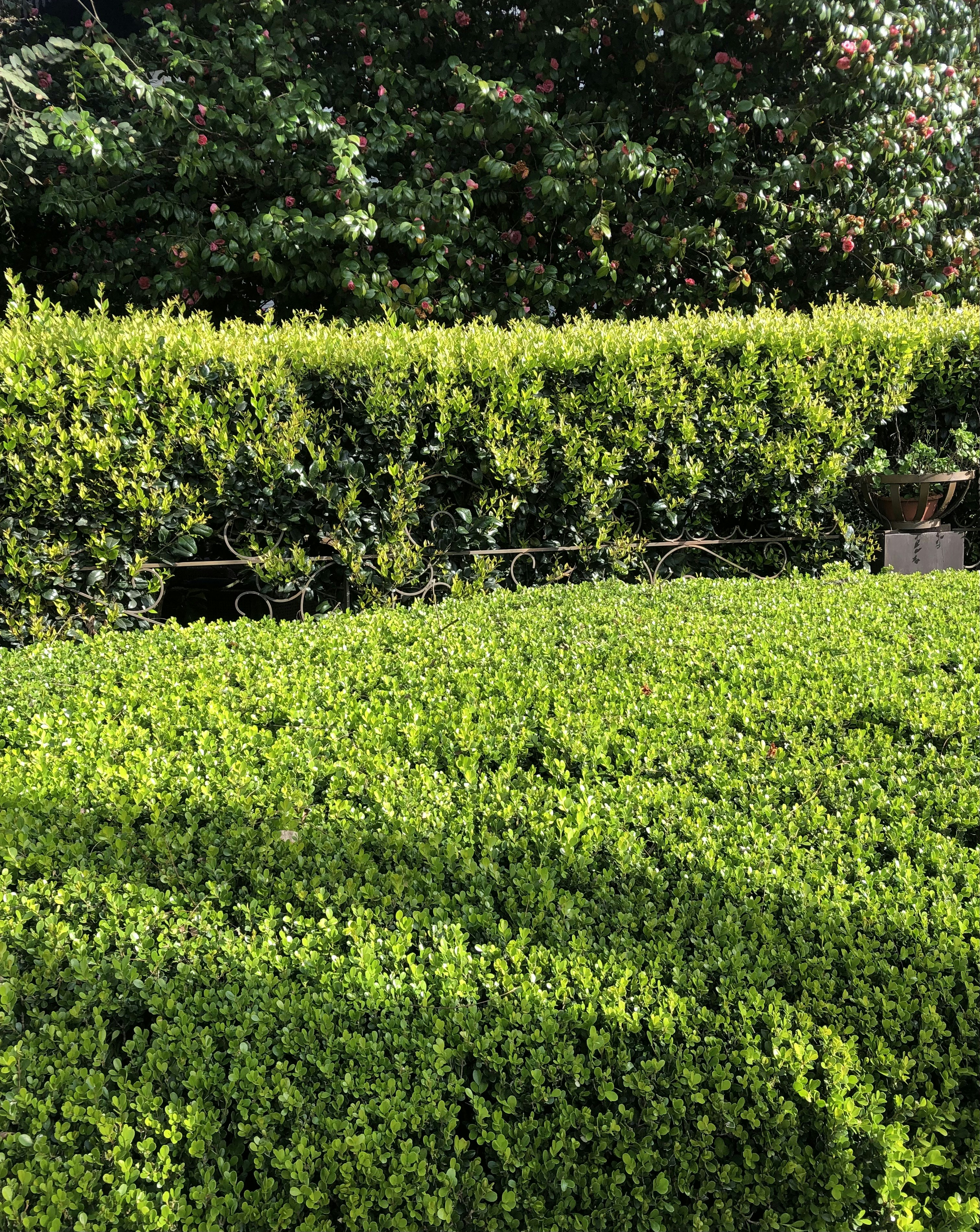 Hedge and shrub trimming