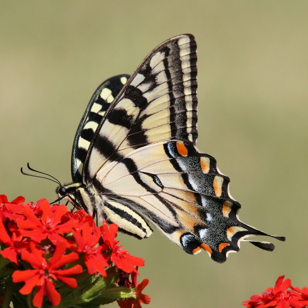 a butterfly on a flower