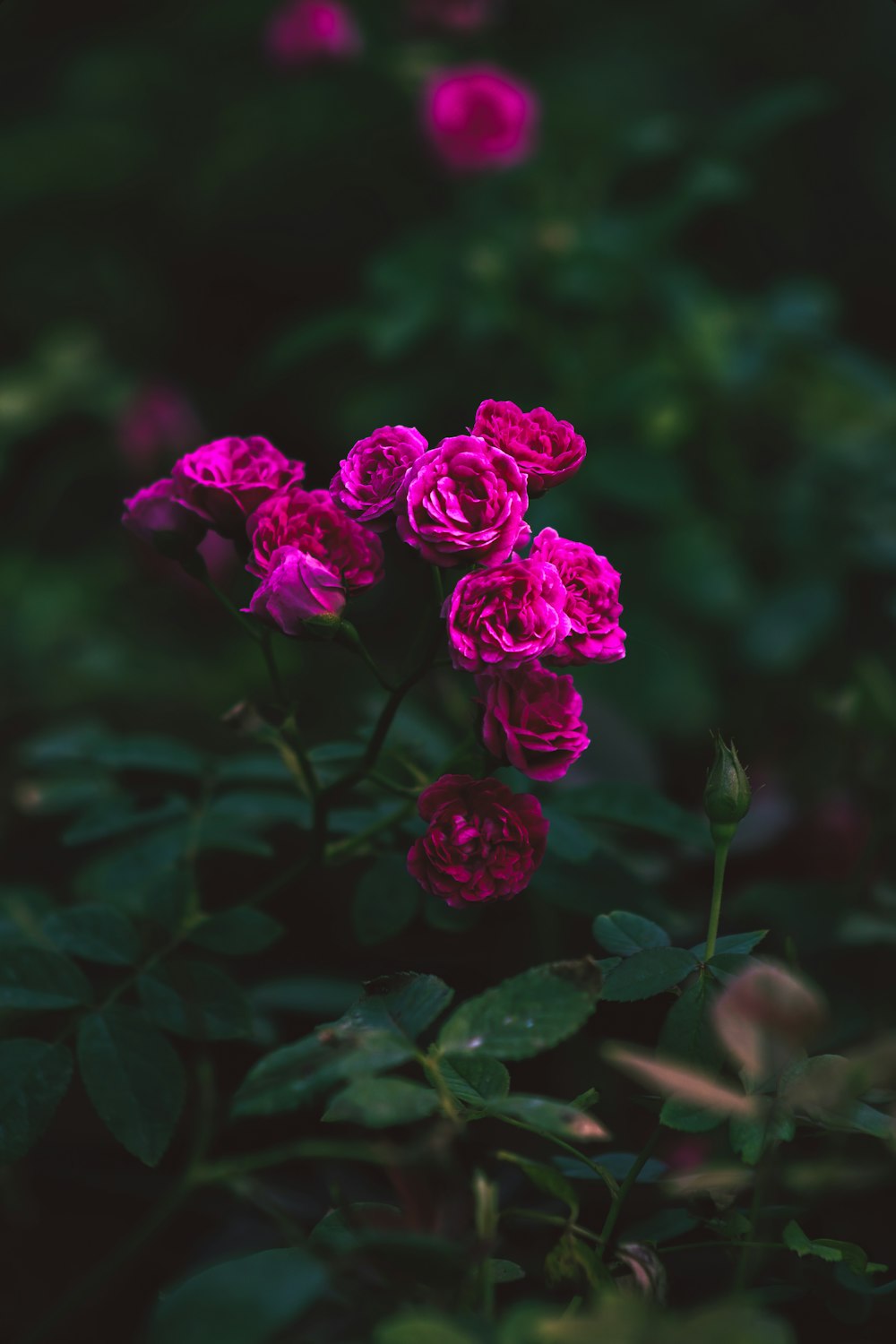 a group of flowers