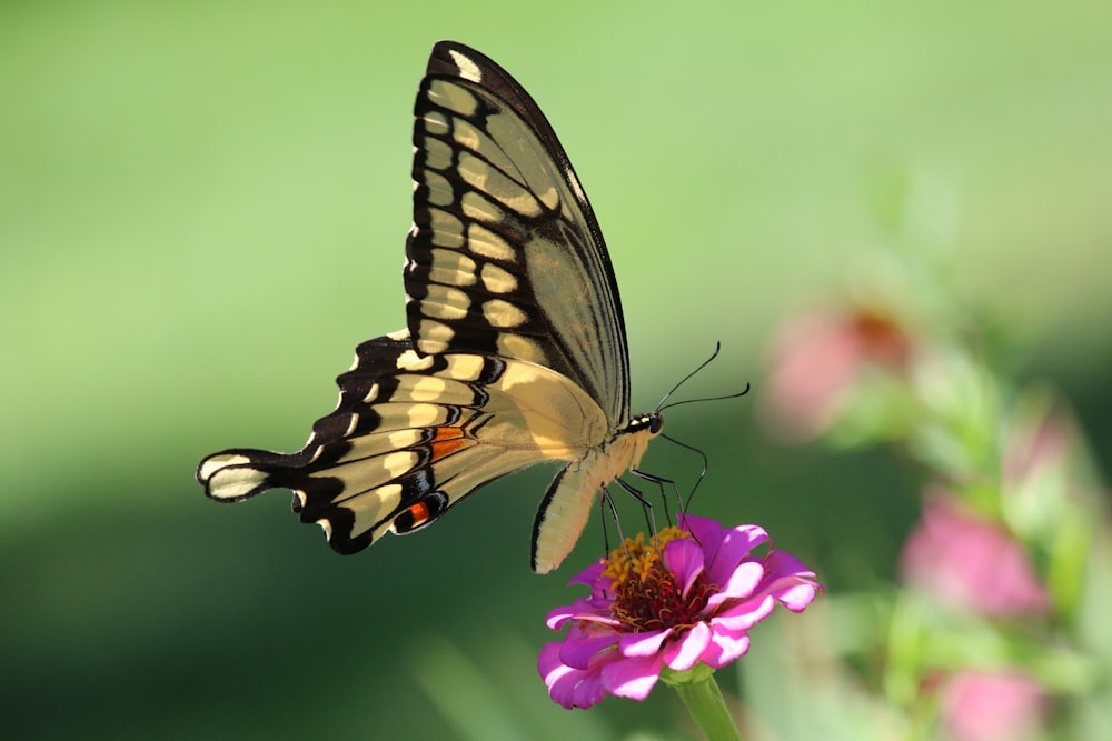 a butterfly on a flower