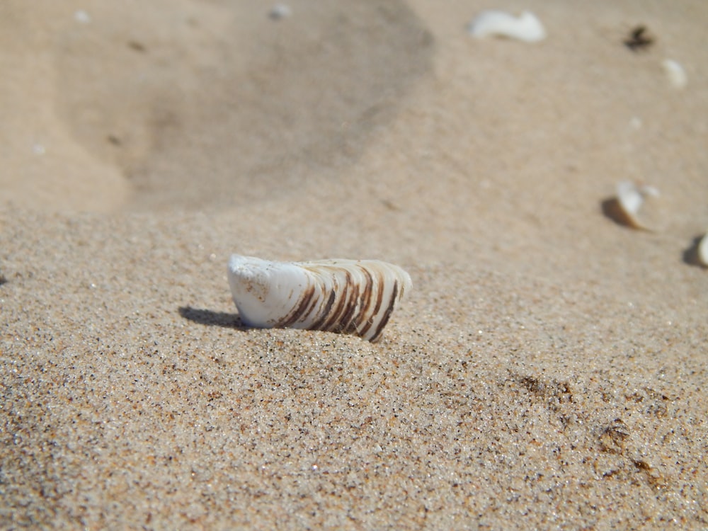 a shell on sand