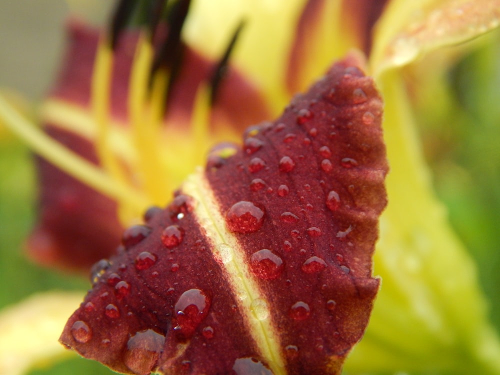 a close up of a flower