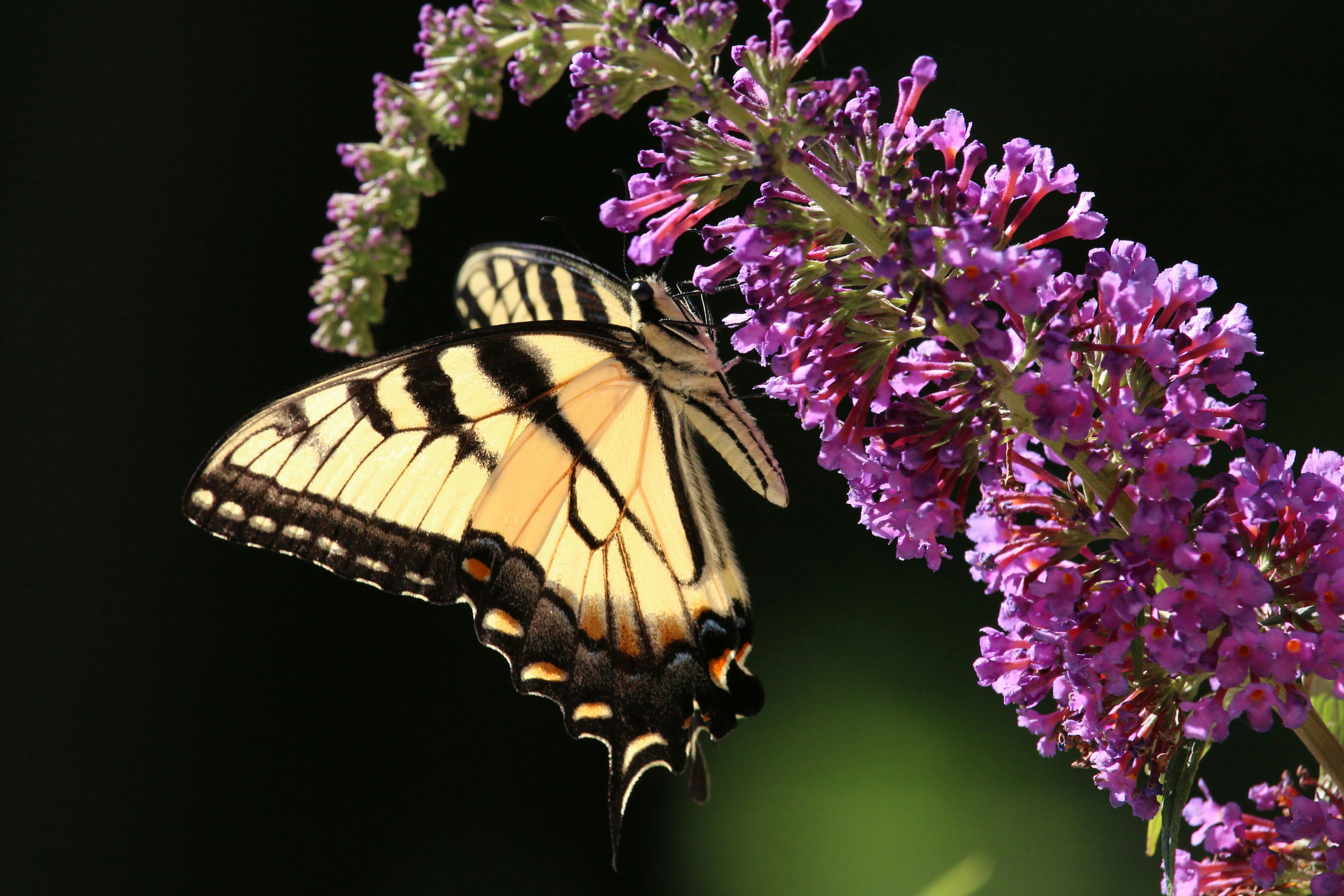 Kokomo, IN, United States cover image