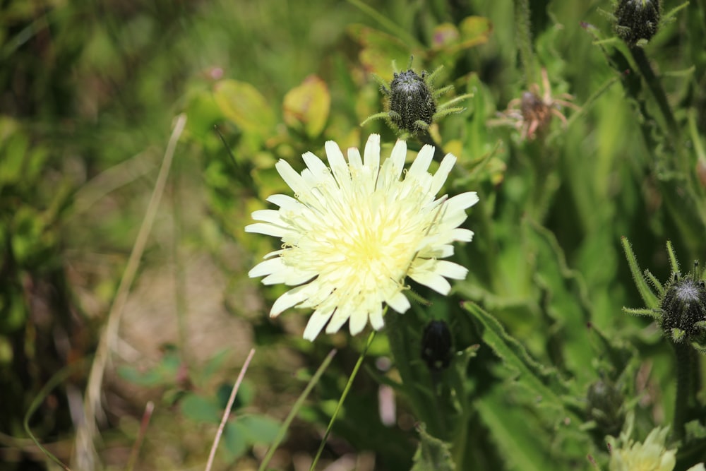 a close up of a flower