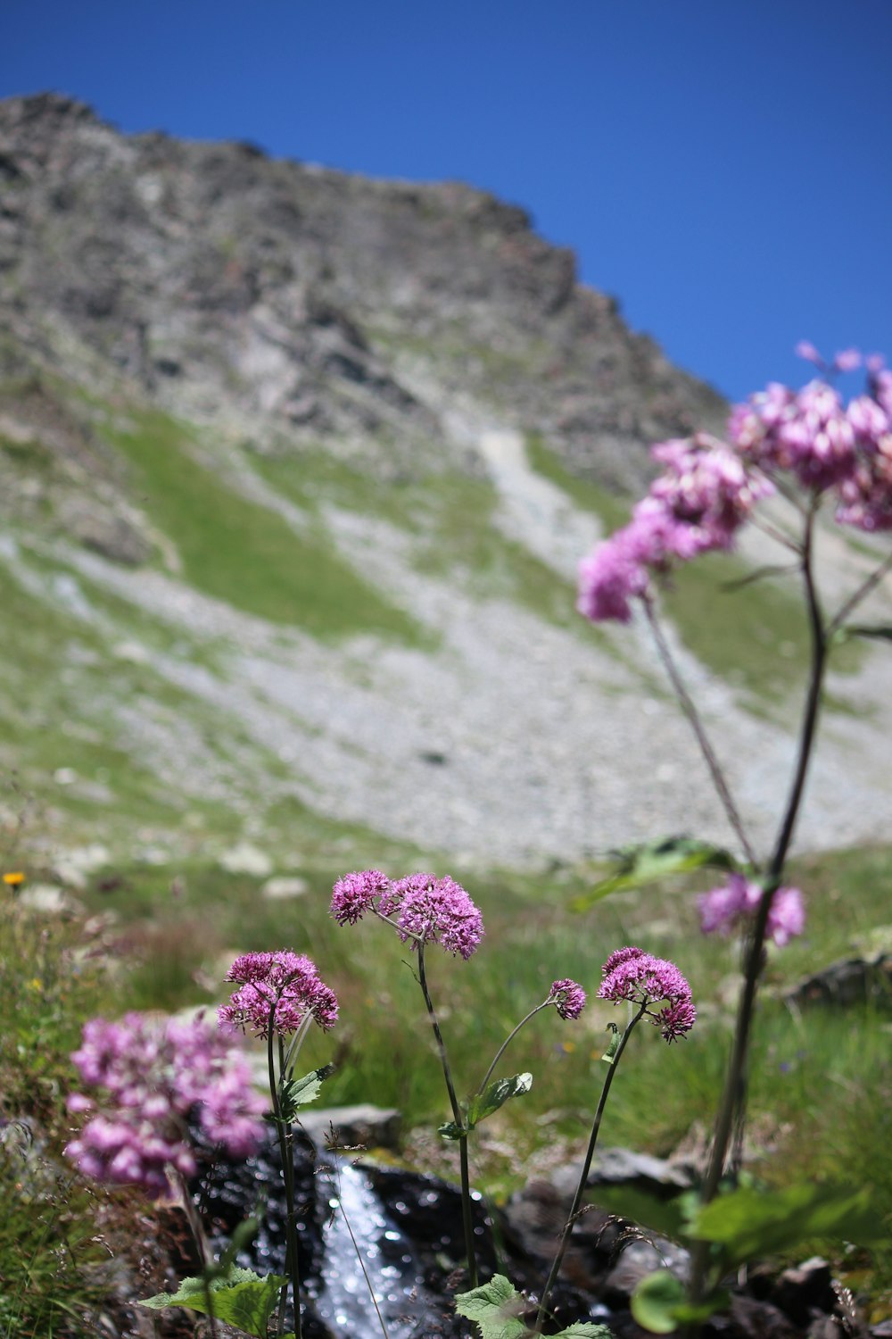 a mountain with purple flowers