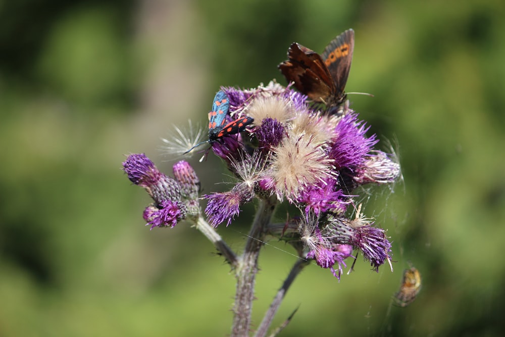 a butterfly on a flower