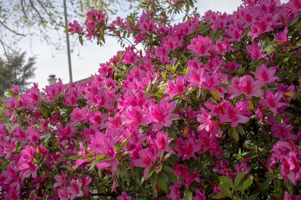 a group of flowers