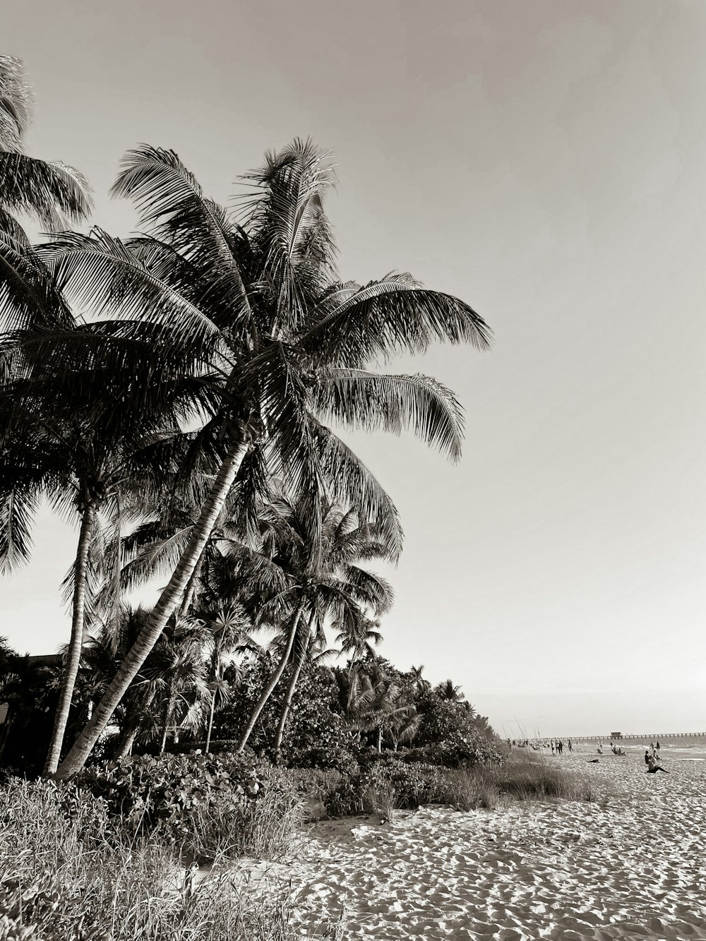 a group of palm trees