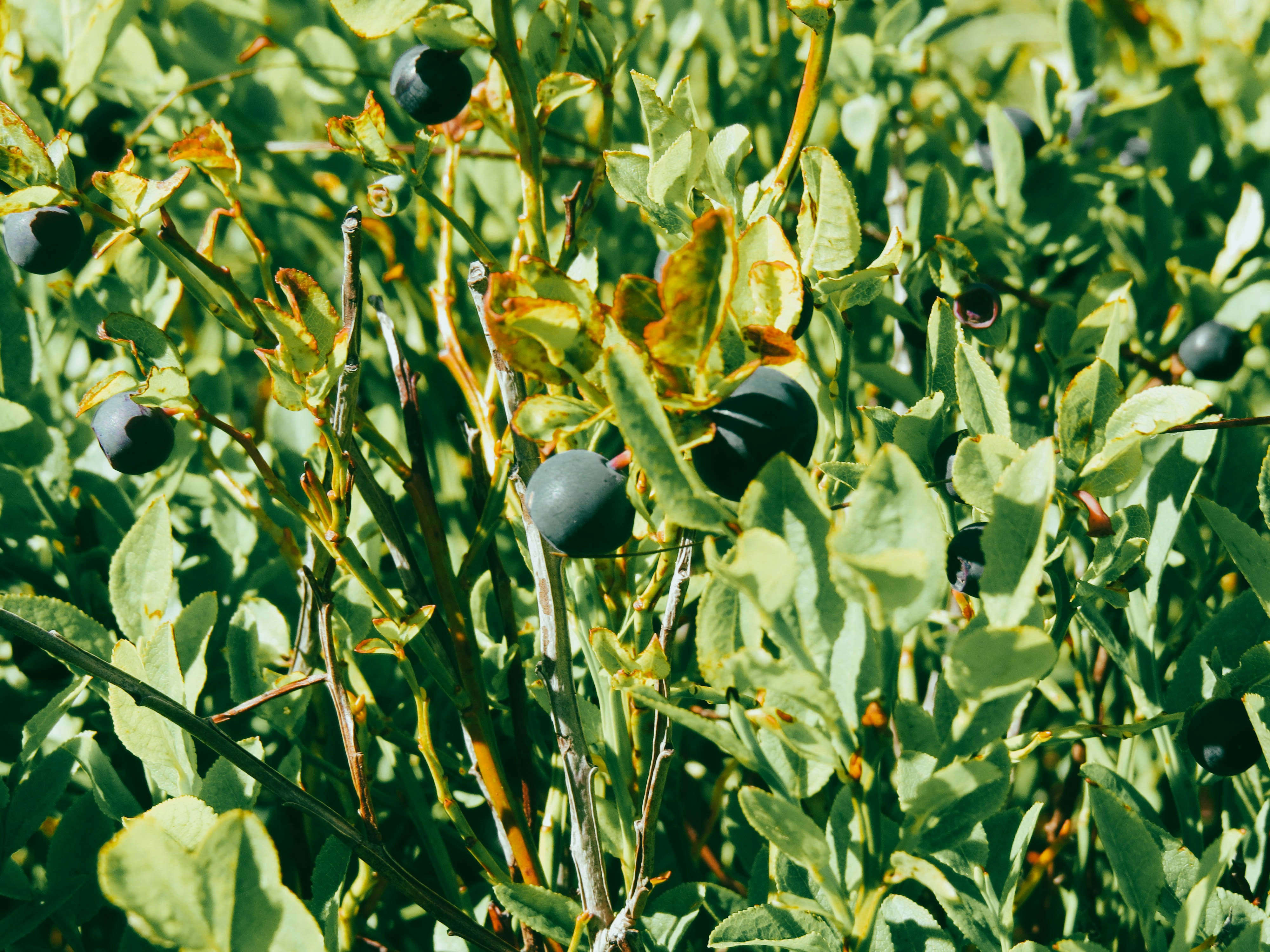 a group of black ants on a plant