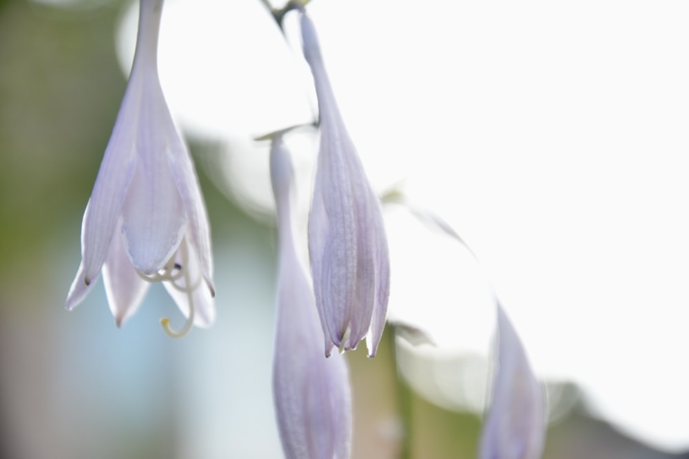 close up of a flower