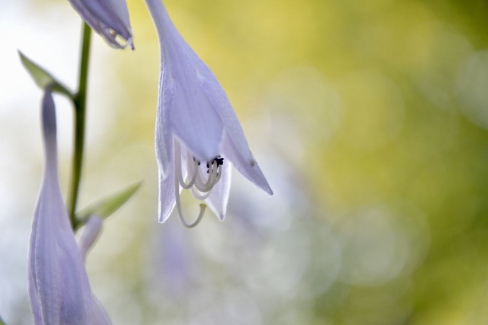 a close up of a flower