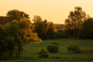 A serene landscape at golden hour with soft sunlight filtering through tall trees