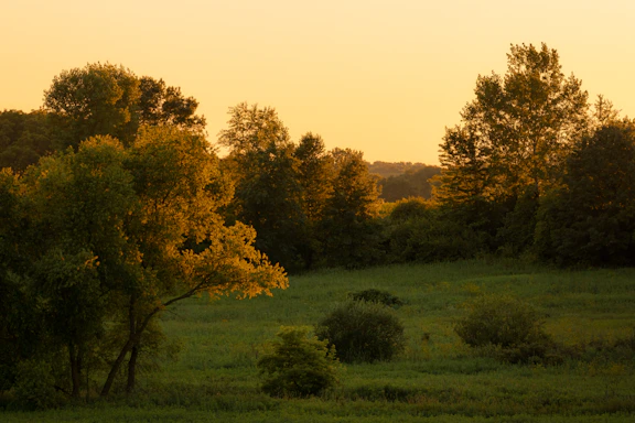 A serene villa nestled among lush green trees under a soft golden sunset.