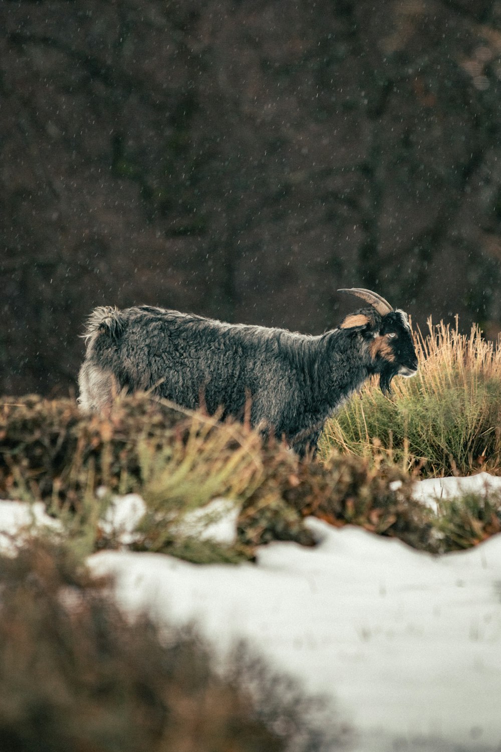 Un carnero con cuernos en la nieve