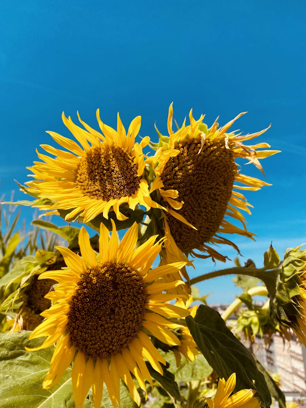 a group of sunflowers