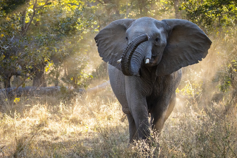 an elephant with its trunk up