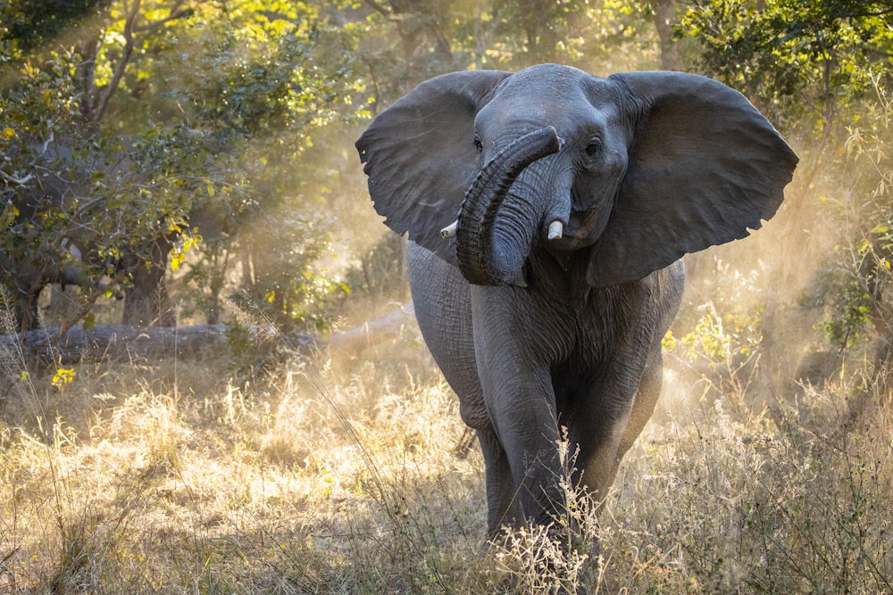 Un elefante con su trompa levantada