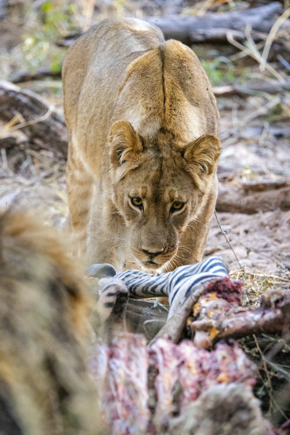 a lion cub eating a fish