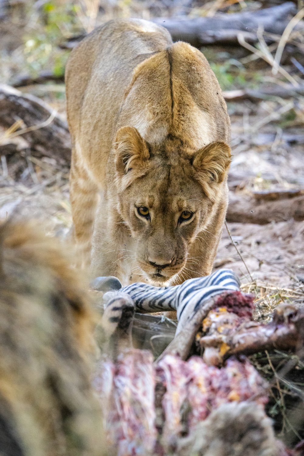 um filhote de leão comendo um peixe