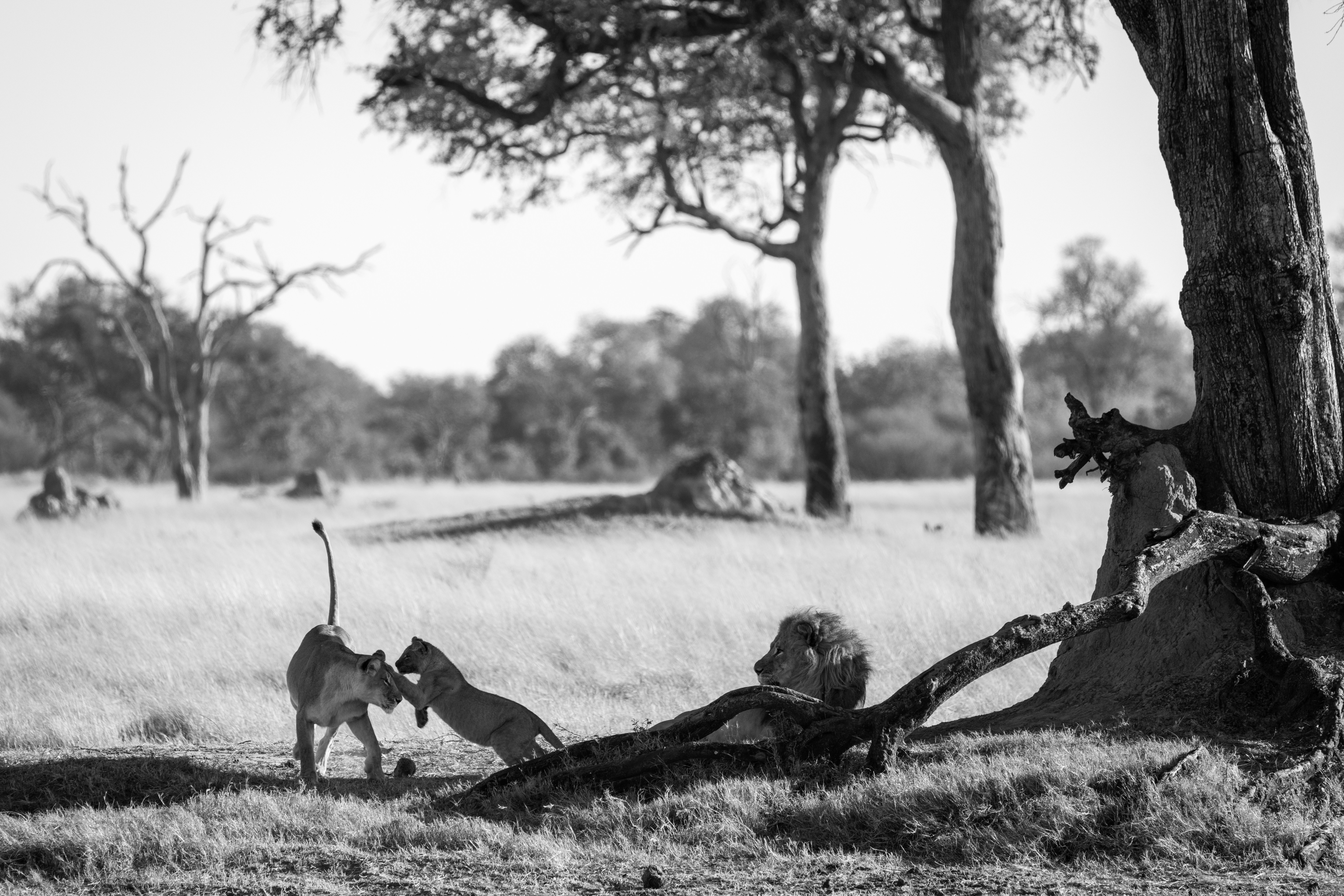 A lion cub playfully wrestles with its mom while the male lion watches.