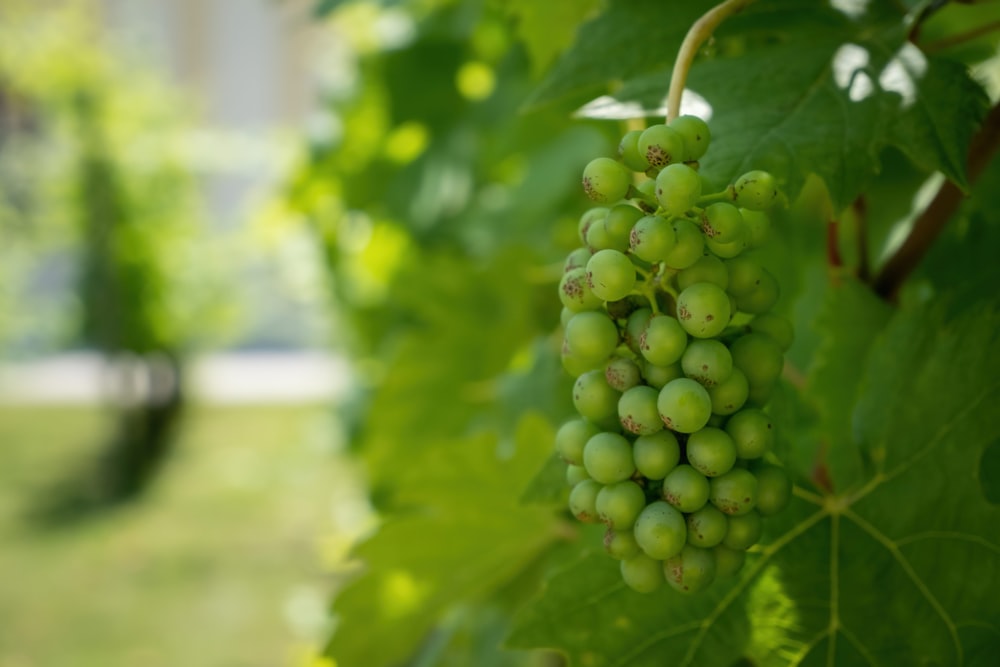 a bunch of green grapes on a vine