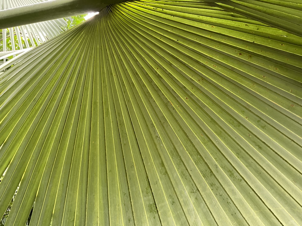 a close up of a plant