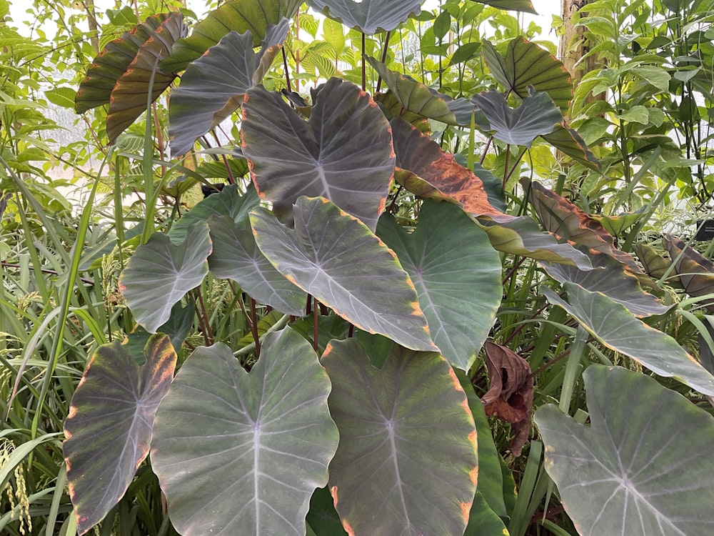 un groupe de feuilles