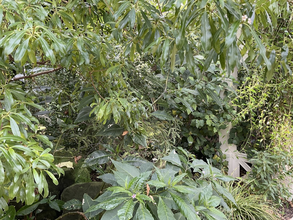 Un grupo de plantas con hojas verdes