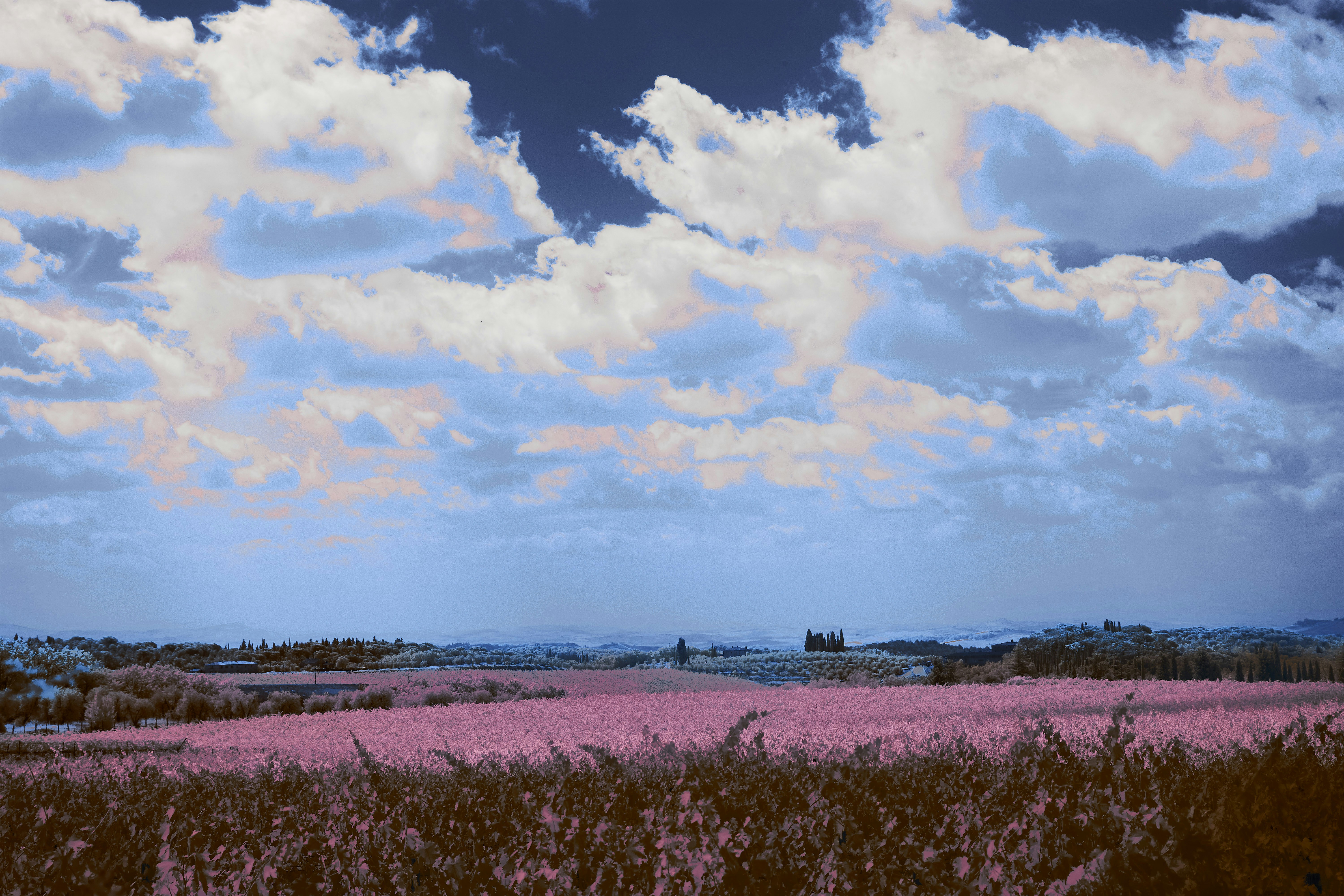 Photo by wolfgang_hasselmann