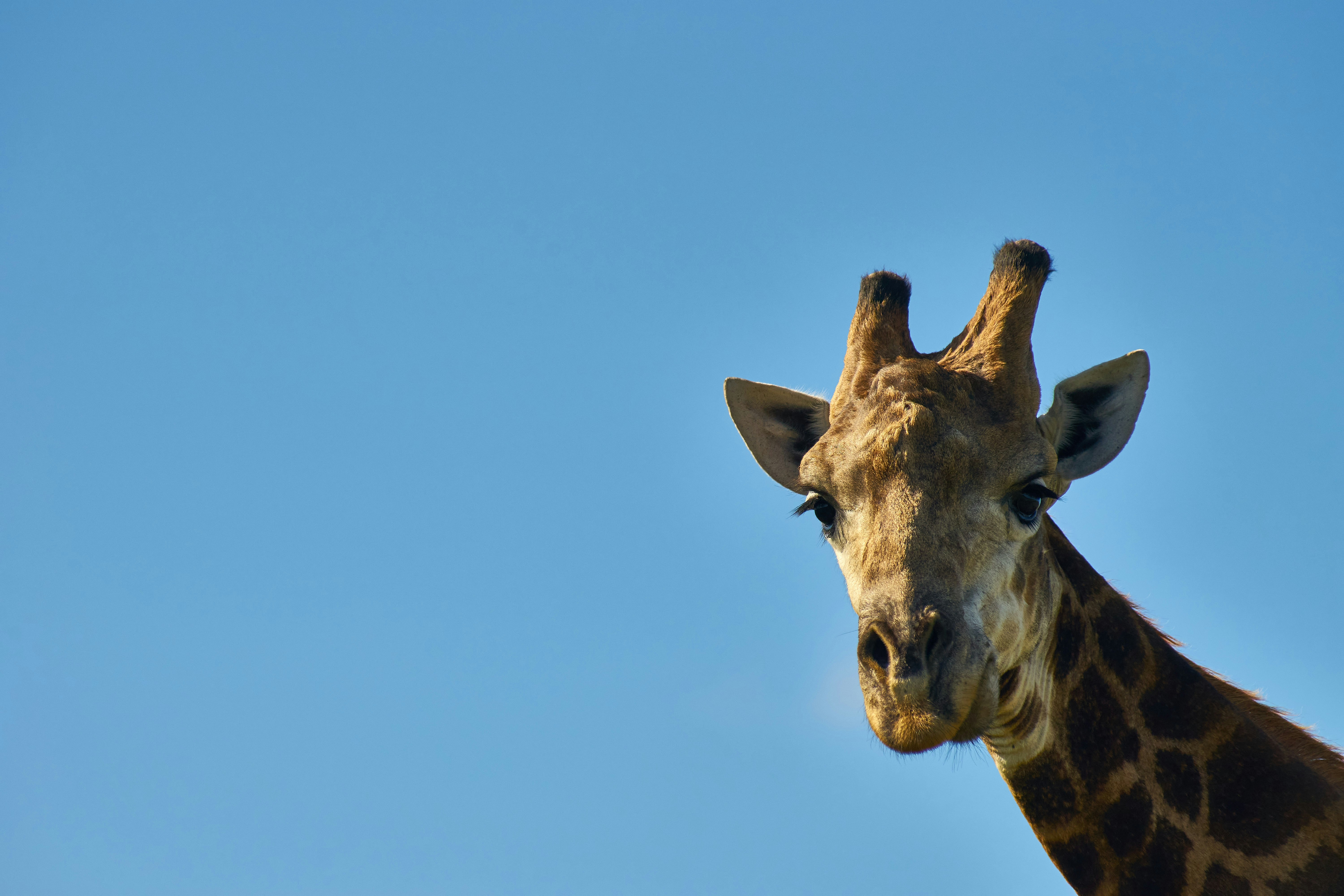 Photo by wolfgang_hasselmann