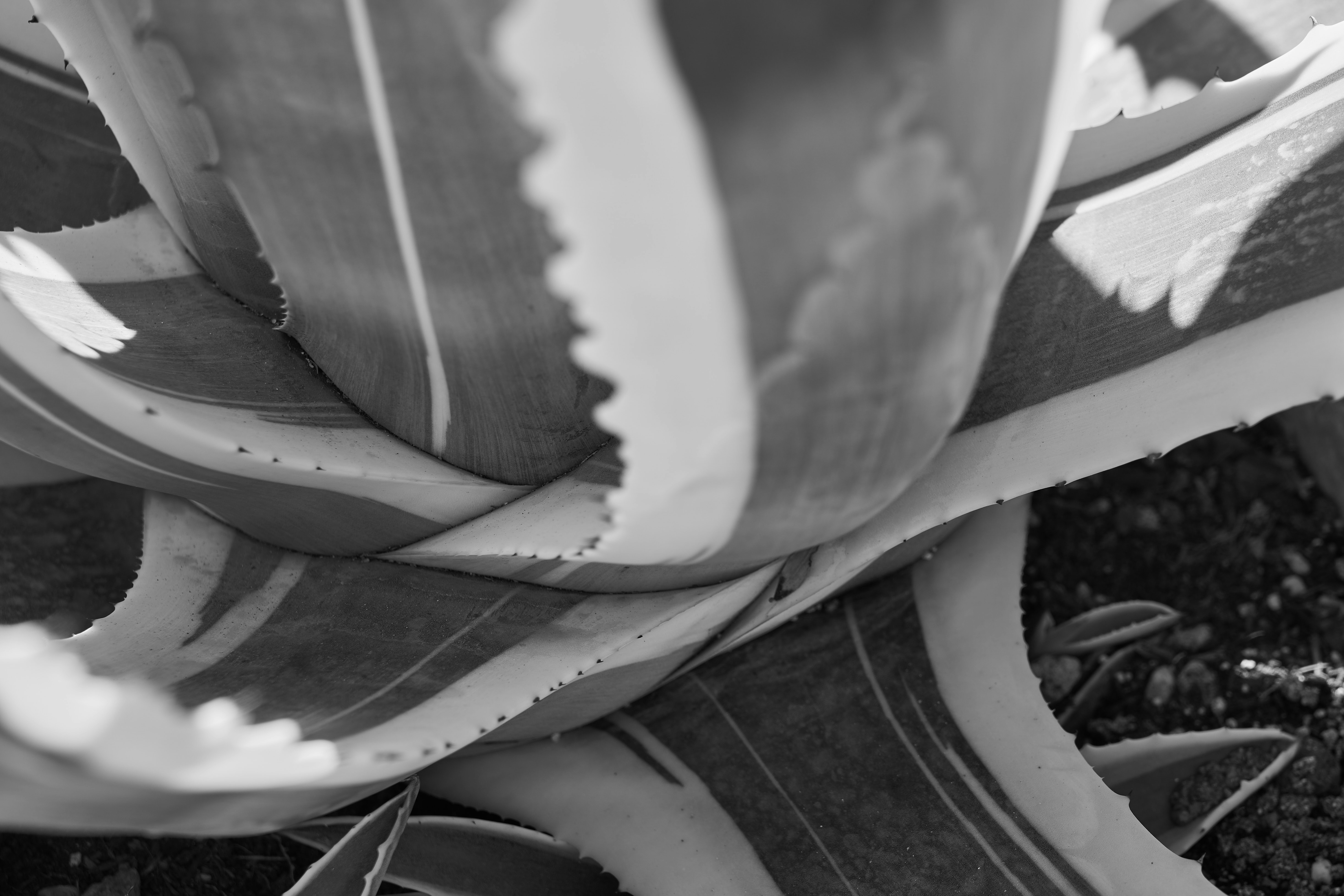 Photo by wolfgang_hasselmann