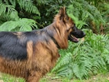 A long-haired dog with a mix of black and tan fur stands in profile against a backdrop of lush green ferns. The dog appears to be alert with its mouth slightly open, possibly panting.