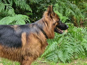 A long-haired dog with a mix of black and tan fur stands in profile against a backdrop of lush green ferns. The dog appears to be alert with its mouth slightly open, possibly panting.