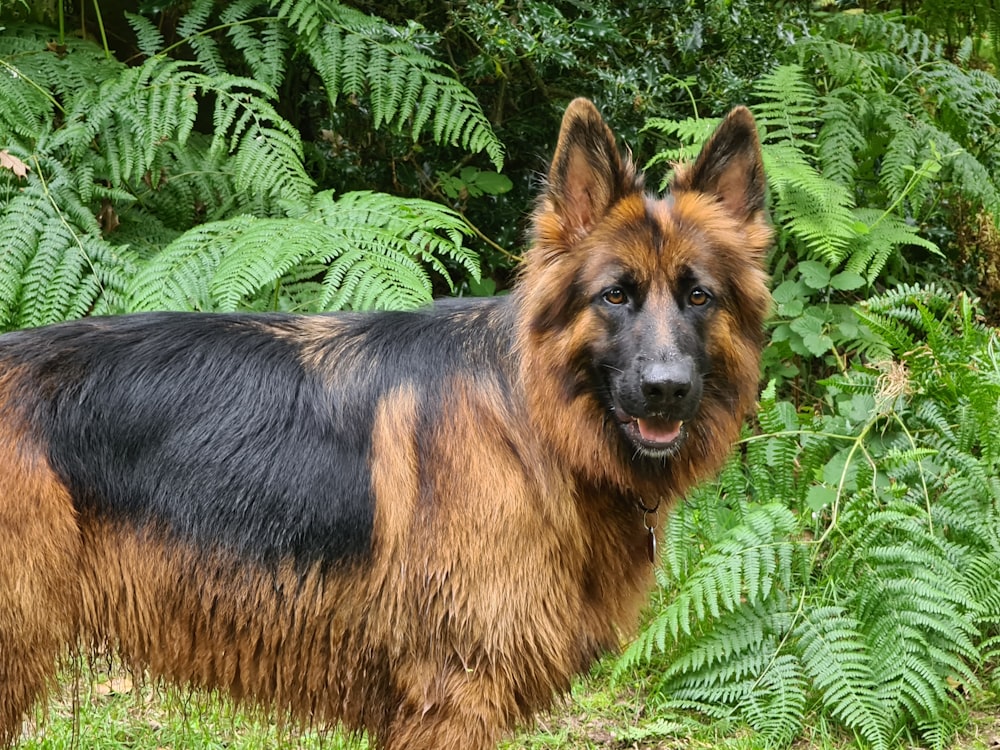 a dog standing in front of a tree