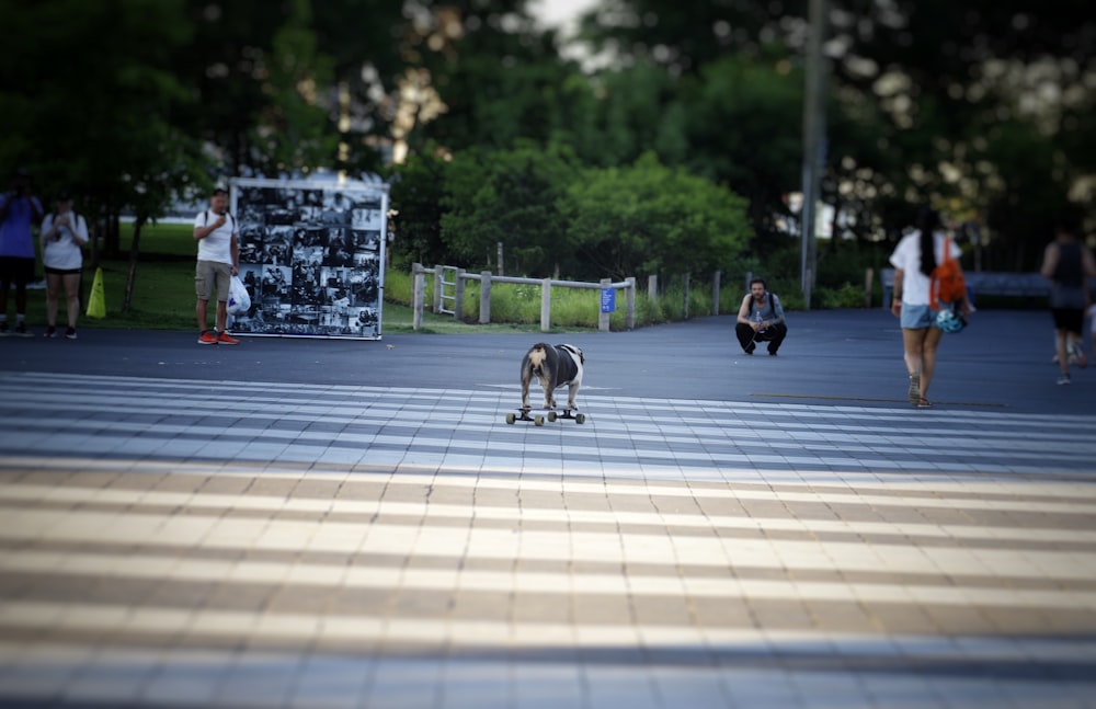 Un cane su uno skateboard
