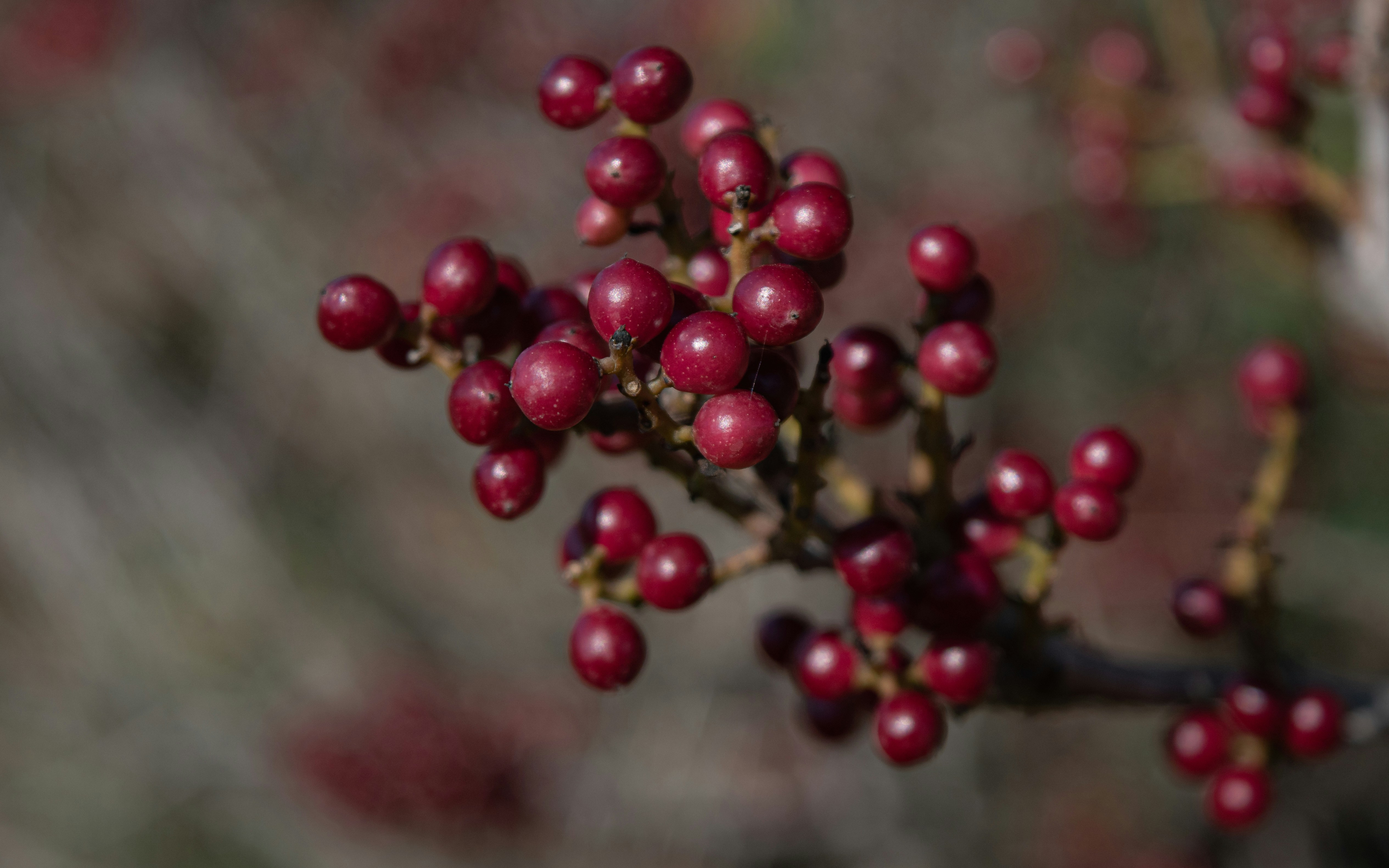 a close up of some berries