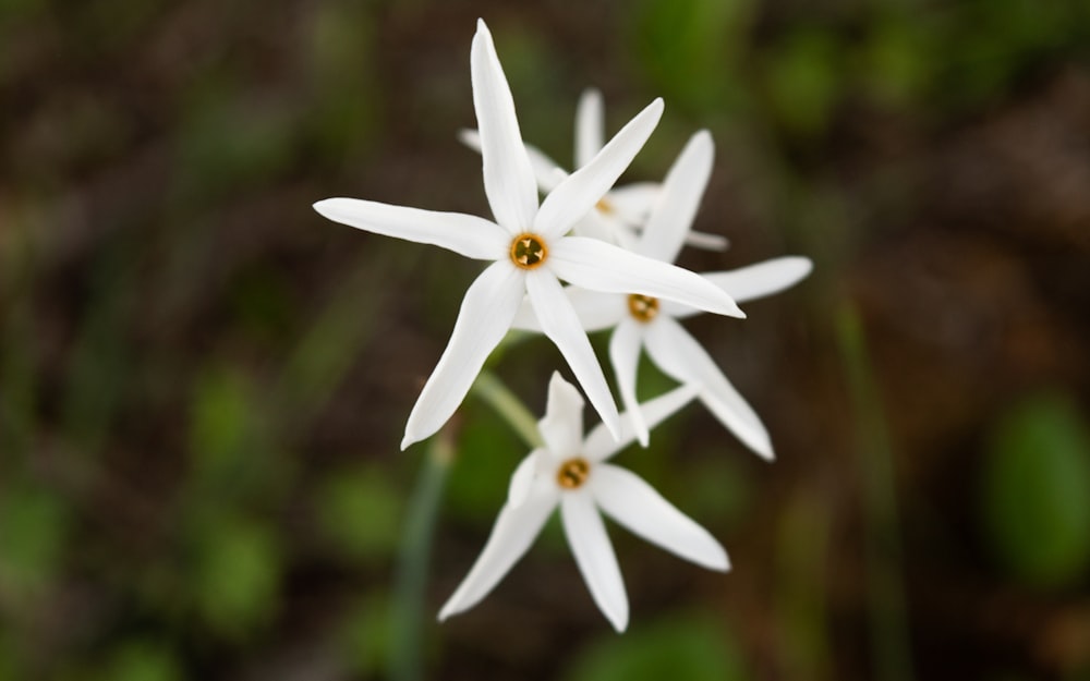 a close-up of some flowers