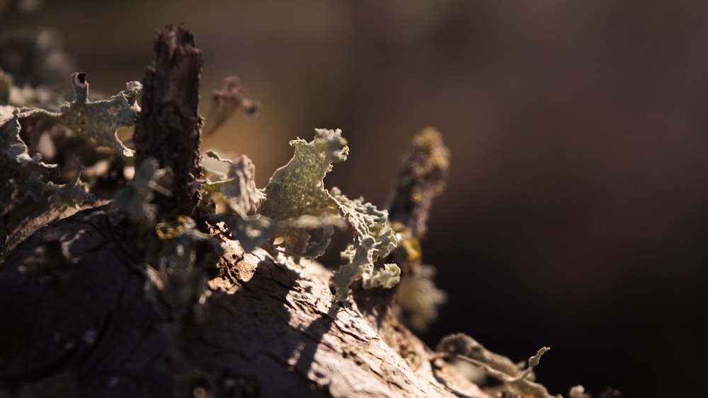 a close-up of a tree branch