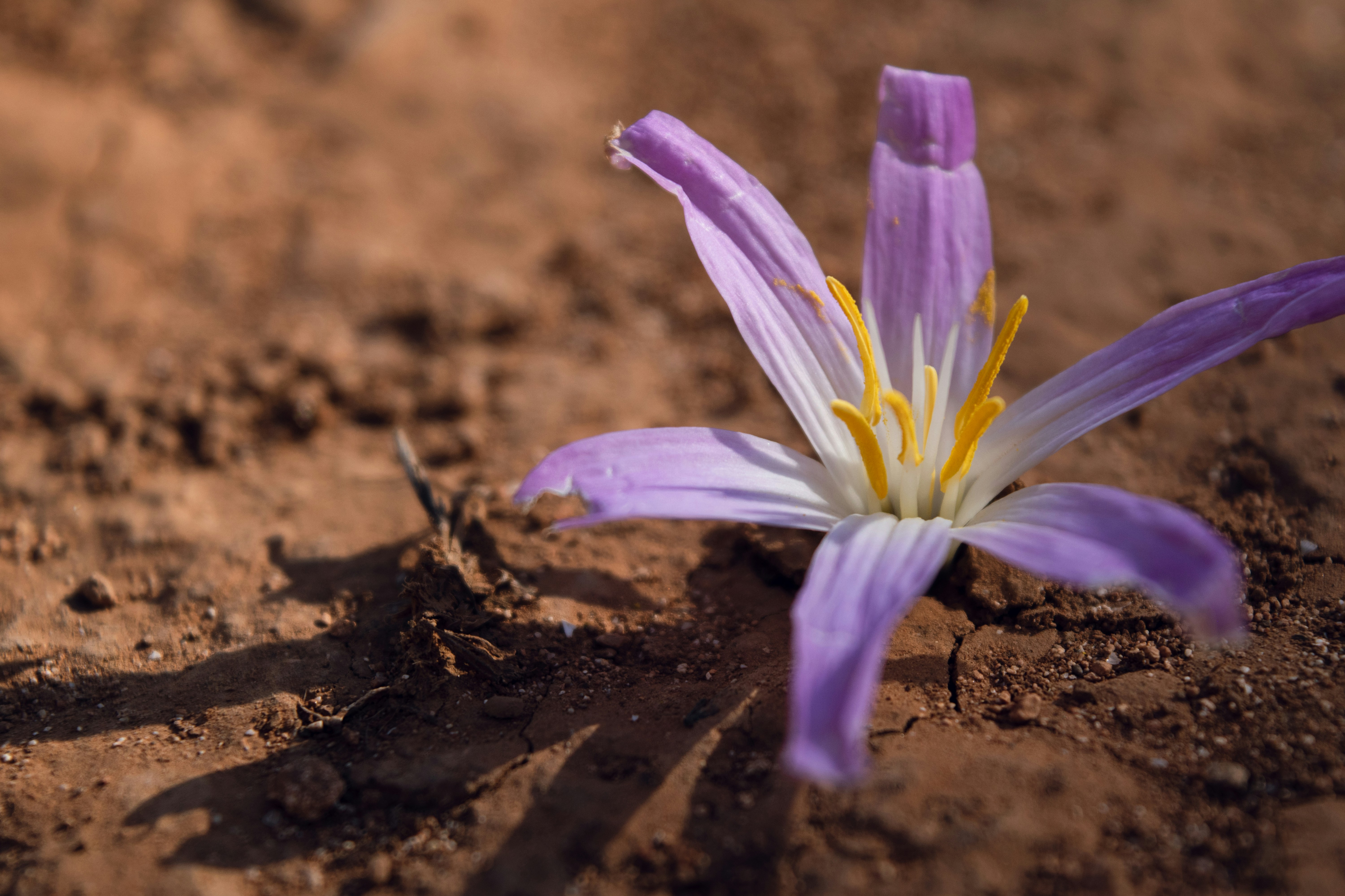 a purple flower in the dirt