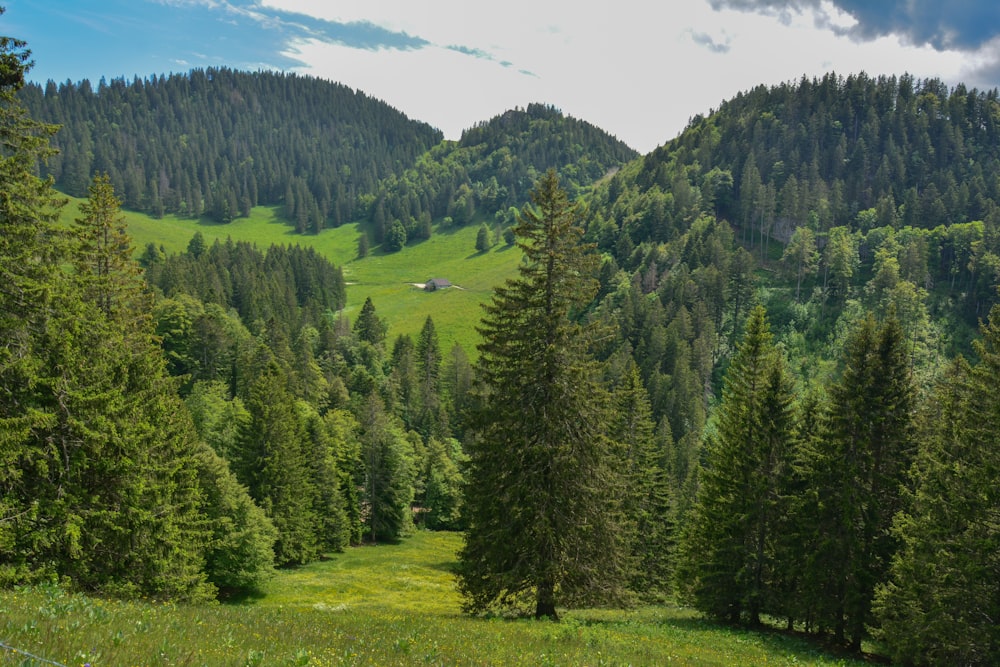 a landscape with trees and hills