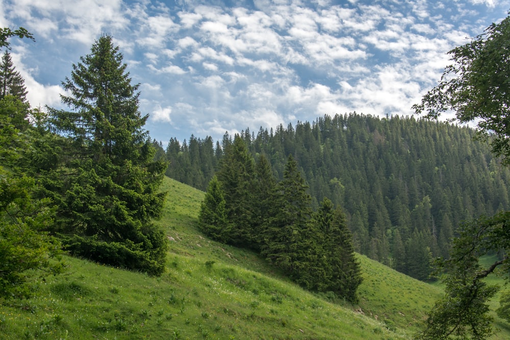 a grassy hill with trees on it