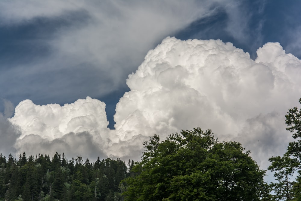 a group of trees and clouds