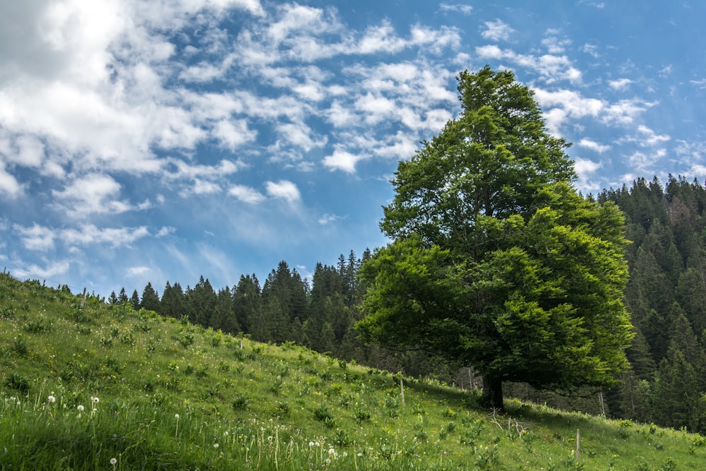 a grassy hill with trees on it