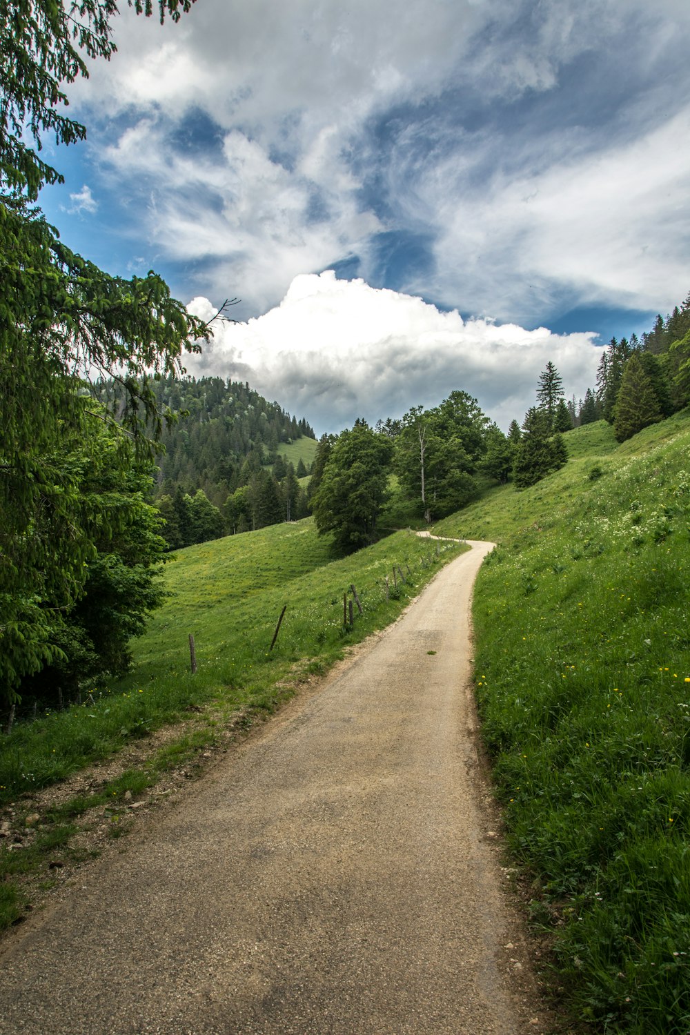 a dirt road in a forest