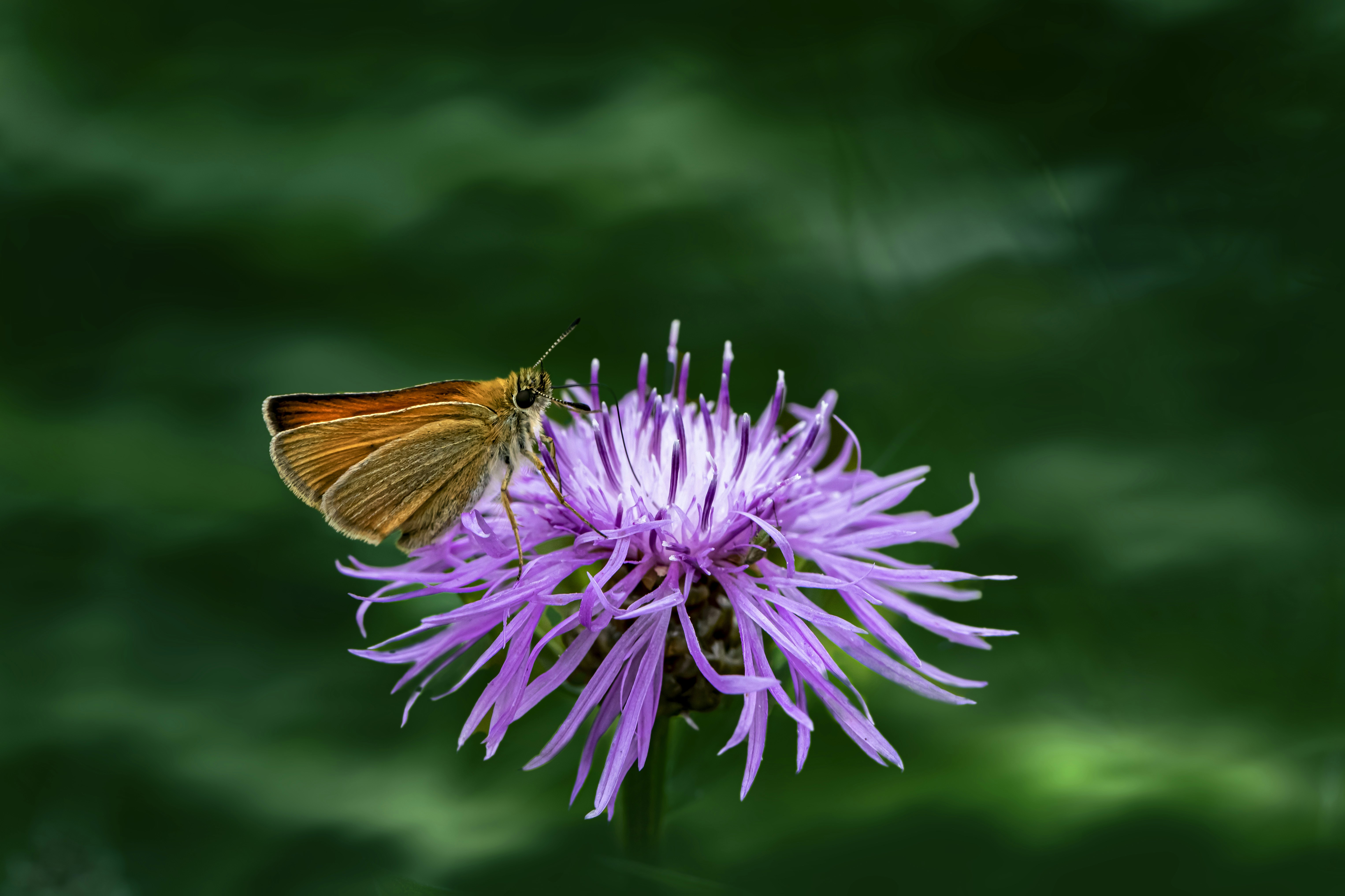 Photo by erik_karits