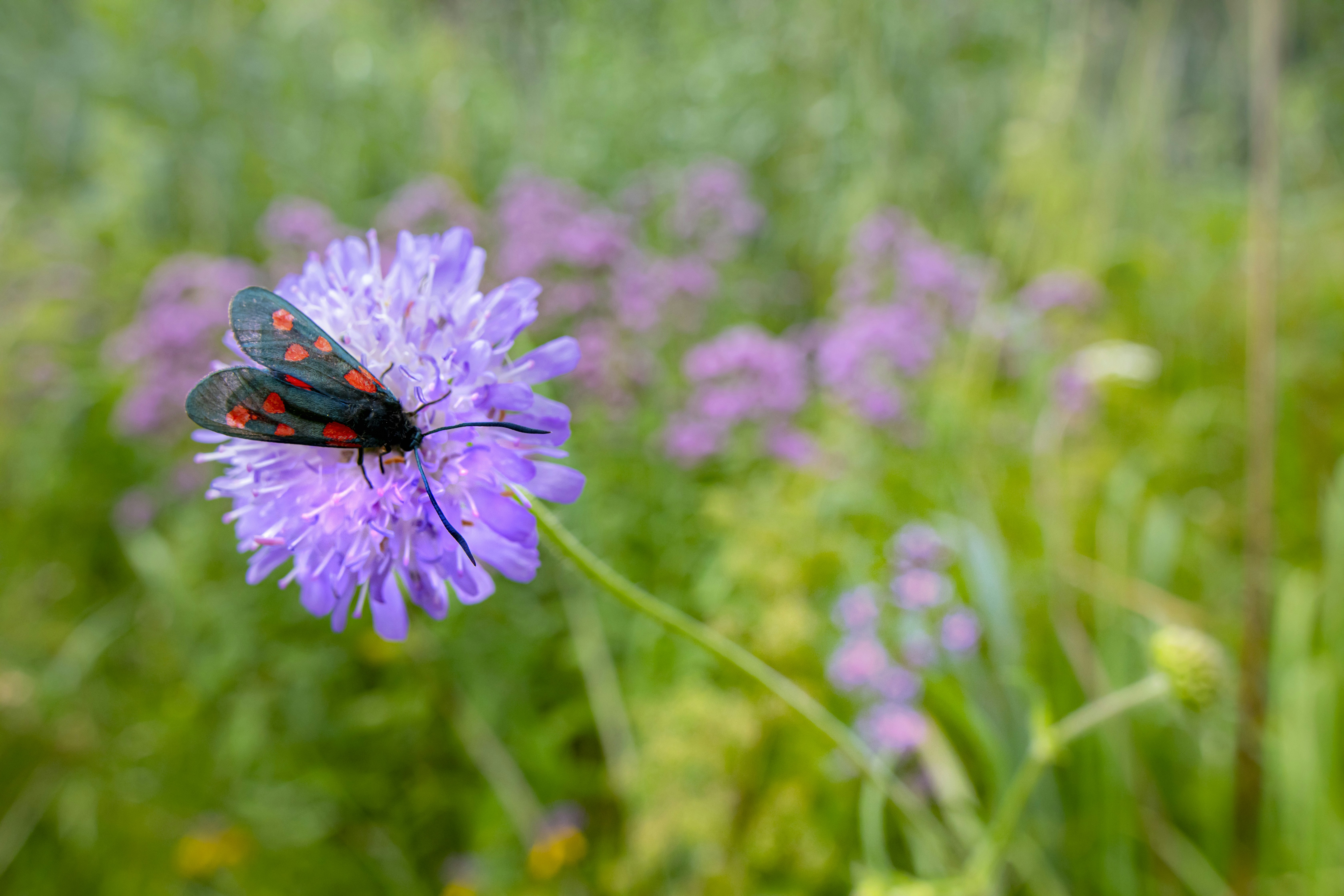 Photo by erik_karits