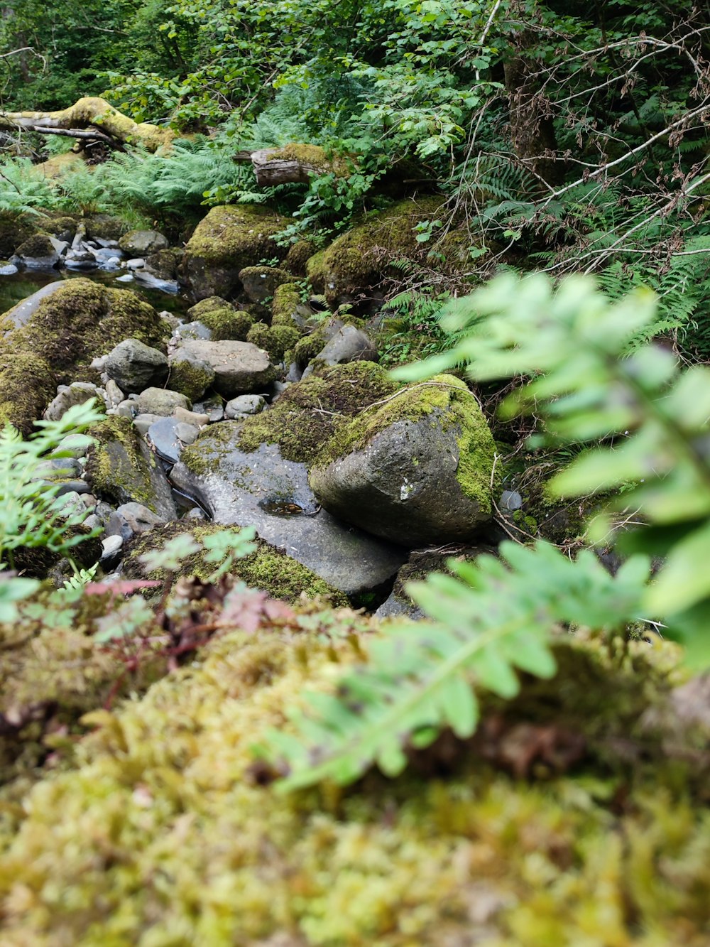 a small stream with rocks and plants