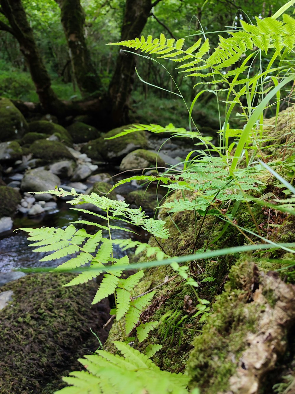 a stream with plants and rocks