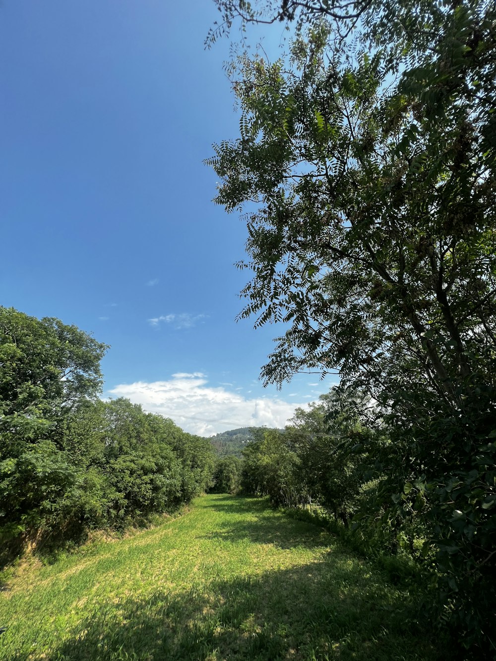 a grassy field with trees and mountains in the background